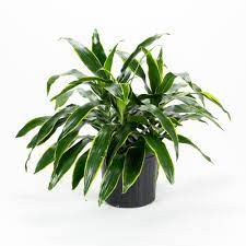 [#J5-2] 10in Dracaena Art TIP 3ppp 2'+