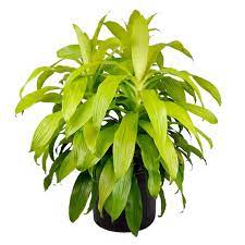 [#J5-4] 10in Dracaena Limelight TIP