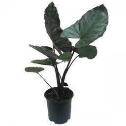[#J5-16] 12in Alocasia 'Dark Star'