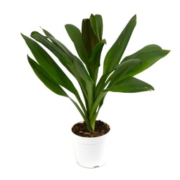 [#J5-20] 4in Cordyline 'Glauca'