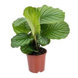 [#J5-26] 6in Calathea orbifolia
