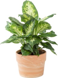 [#J5-28] 6in Dieffenbachia Assorted