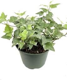 [#J5-31] 6in Hedera Ivy Variegated
