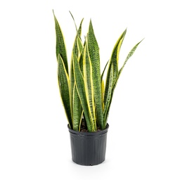 [#J5-33] 6in Sansevieria Laurentii