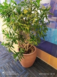 [#J5-107] Large Plant 