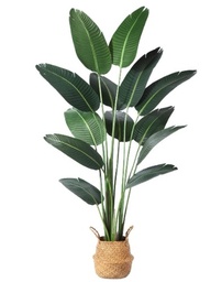 [#J5] Plants