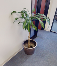 [#J5-6] plant 6