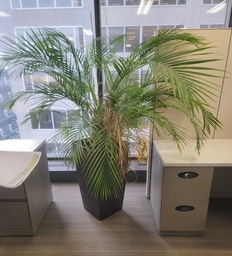 [#J5-37] Plants