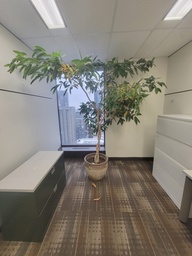 [#J5-410] Tree