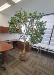 [#J5-606] Tree
