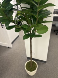 [#J5-34] Plant