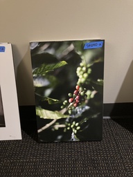 [#J2-46] Coffee Bean Plant Art