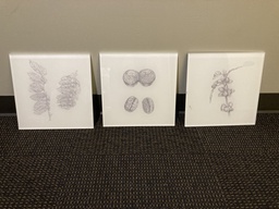 [#J2-48] Coffee Bean Plant Sketch Art (set of 3)